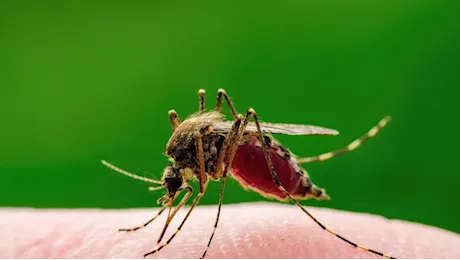 West Nile, il virus presente in undici Regioni: aumentano i casi e i decessi