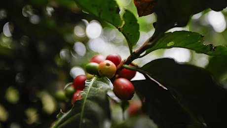 Caffè e gas naturale: l’inarrestabile corsa al rialzo delle materie prime