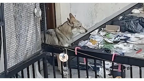 Un anno di ululati, fame e silenzio: il calvario del cane invisibile alle istituzioni (VIDEO)