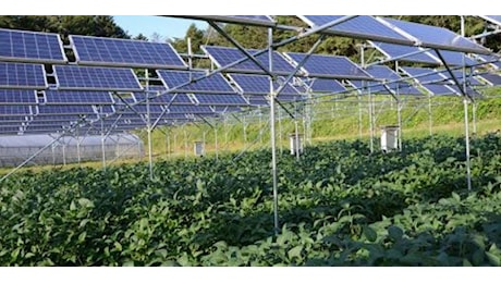 Agrivoltaico, Cia: assicurare la più ampia e razionale produzione di energia solare e ridurre in tal modo la bolletta energetica per le aziende garantendo al contempo il minor consumo di suolo agricolo