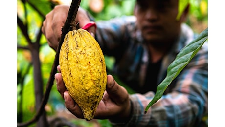 La crisi del caffè si aggrava: giù la produzione in Brasile e Indonesia