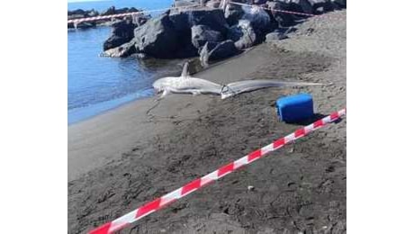 Torre del Greco, due squali volpe trovati morti in spiaggia