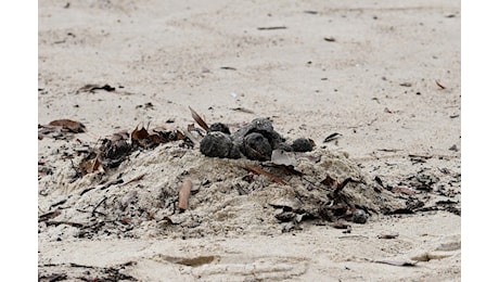 Le «sfere misteriose» sulle spiagge australiane? «Sono palle di catrame»