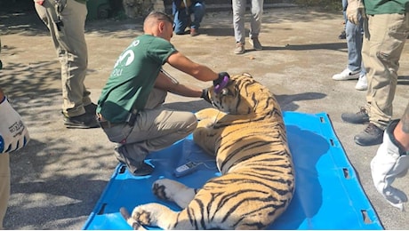 Campi Flegrei, prove di evacuazione allo zoo di Napoli: “narcotizzata” la tigre di peluche