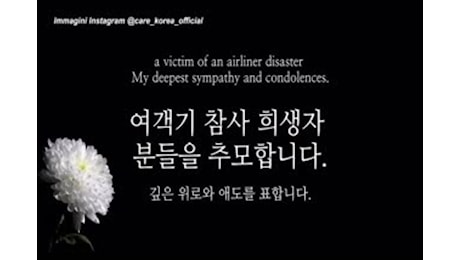 Resta solo dopo il disastro aereo in Corea, cane cerca famiglia