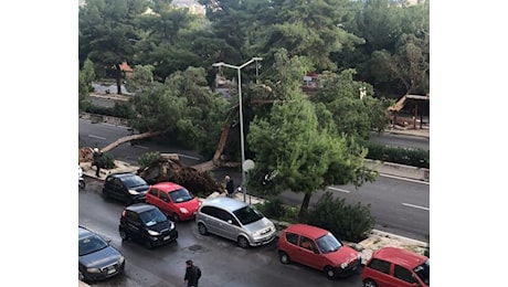 Tempesta di vento su Palermo: è strage di alberi, paura in Via Lanza di Scalea