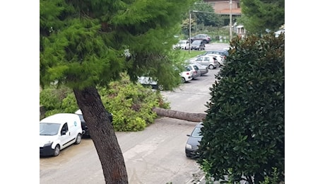 Foto Notizia – Alberi caduti in strada a Senigallia a causa del maltempo