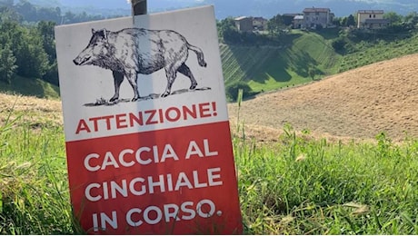 Peste suina, dal Consorzio del Prosciutto di Parma e Upi trappole per la cattura dei cinghiali