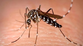 Febbre Oropouche e malaria: due malattie di cui preoccuparsi?