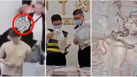 Nascondeva centinaia di serpenti nei pantaloni: contrabbandiere fermato ai controlli in aeroporto in Cina