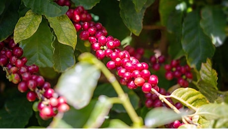 Il caffè si coltiva in Sicilia e viene pure bene: il sorriso amaro del cambiamento climatico