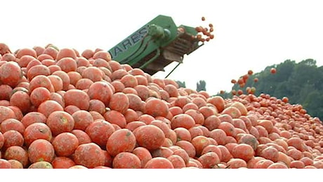 Via anche in Lombardia la raccolta del pomodoro da industria