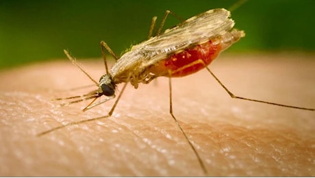 Malaria, un “caso autoctono” a Verona. In Italia non si registrava dagli Anni 60