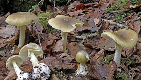 Funghi in regalo dagli amici: li mangia a cena e muore