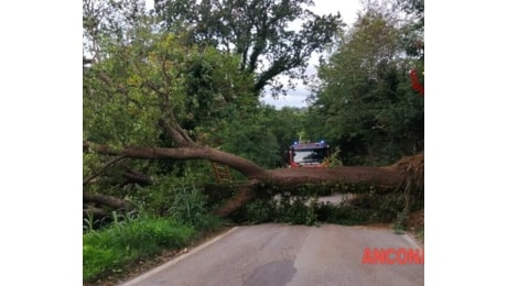 Alberi in strada, rami pericolanti e strade allagate. Vigili del fuoco al lavoro in tutta la provincia