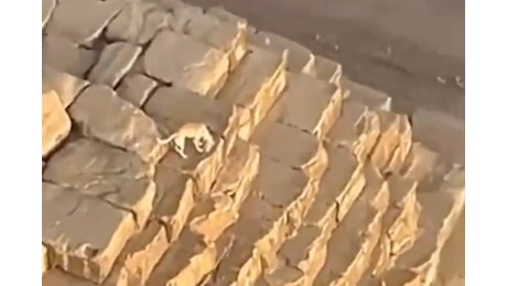 VIDEO | Paracadutista vede un cane in cima alla Piramide di Cheope: il filmato virale