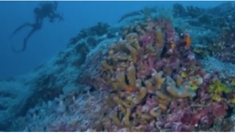 Ecco il video del corallo più grande del mondo: è lungo 32 metri ed è stato scoperto nell'Oceano Pacifico