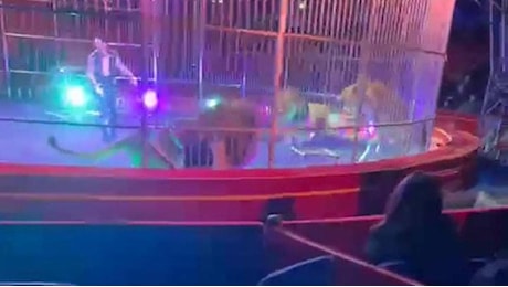 Paura al circo, i leoni si ribellano e il pubblico scappa: Animali frustati e colpiti con pedane