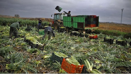 Gli agricoltori spagnoli contro l'accordo Mercosur: Metterà fine all'agricoltura europea