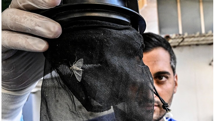 West Nile, 76enne di Grazzanise quinto morto in Campania: è la nona vittima del virus in Italia - Virgilio West Nile, 76enne di Grazzanise quinto morto in Campania: è la nona vittima del virus in Italia - Virgilio