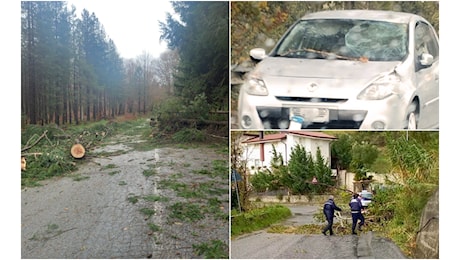 Tempesta di vento nel cosentino. Albero finisce su un'auto tra Rende e Montalto, disagi sulle strade