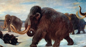 Ora sappiamo come è morto l'ultimo mammut sulla Terra