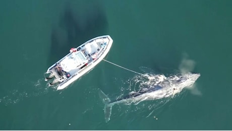 Video. Balena salvata dopo quattro giorni: era rimasta intrappolata in lenze