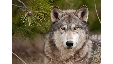 Come la vittoria di Trump può mettere a rischio le specie protette degli Stati Uniti