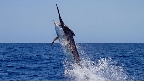 Surfista uccisa da un pesce spada: può succedere anche in Italia?