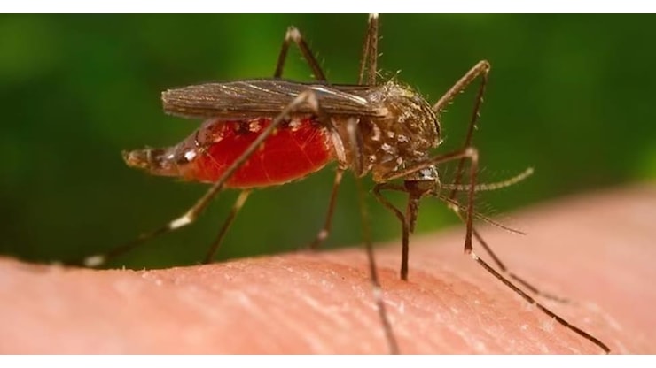West Nile, un altro morto a Caserta: è il nono in Italia - Il Sole 24 ORE West Nile, un altro morto a Caserta: è il nono in Italia - Il Sole 24 ORE