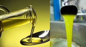Olio d'oliva anti cancro, demenza e Alzheimer. Ma una condizione: cosa svelano i dati di tre nuovi studi